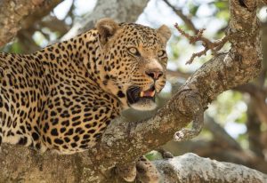 Leopard resting on the tree, in Serengeti