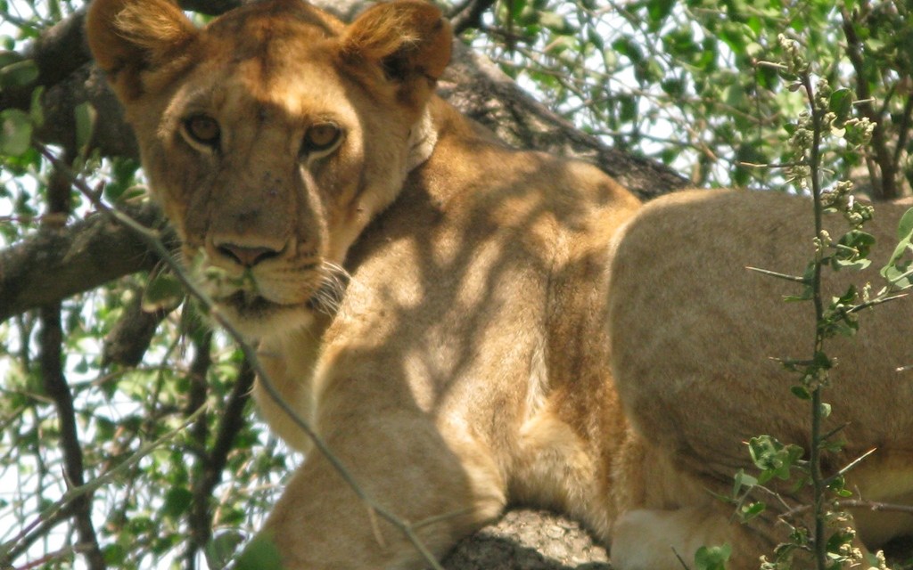 Lion in Lake Manyara