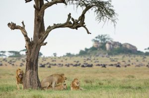 Lions and Wildebeest in Serengeti