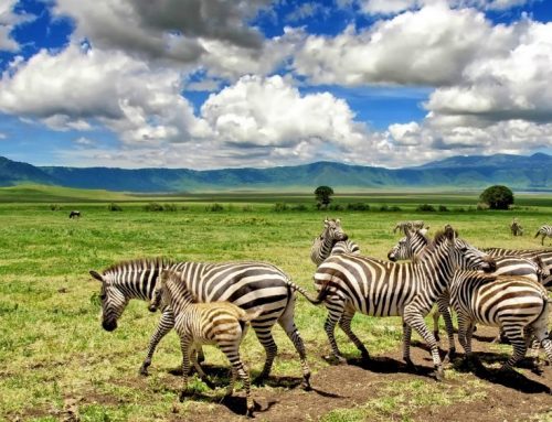 Ngorongoro Conservation Area
