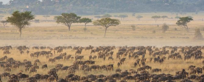 3 Day Serengeti Migration