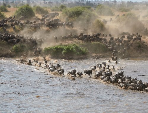4 Day Serengeti Migration